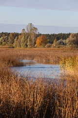 River landscape view with trees and sea grass in autumn colors.