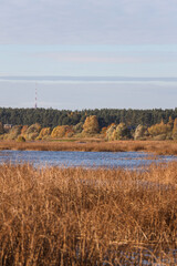 River landscape view with trees and sea grass in autumn colors.