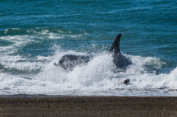 Killer whale hunting sea lions,Peninsula Valdes, Patagonia Argentina