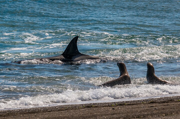 Obraz premium Killer whale hunting sea lions,Peninsula Valdes, Patagonia Argentina
