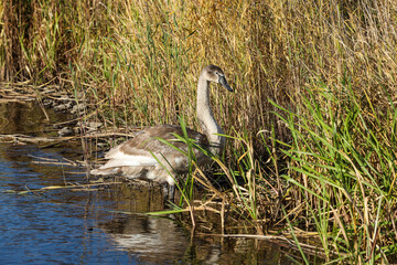 Lovely young, brown swan standing in water, near water grass.