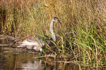 Lovely young, brown swan standing in water, near water grass.