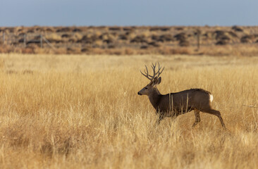 Mule Deer Buck in Colorado in Autumn