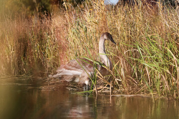 Lovely young, brown swan standing in water, near water grass.