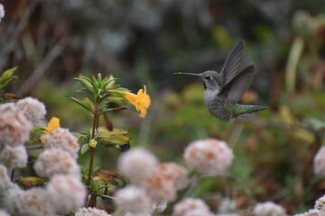 Fototapeta premium Hummingbird In Flight