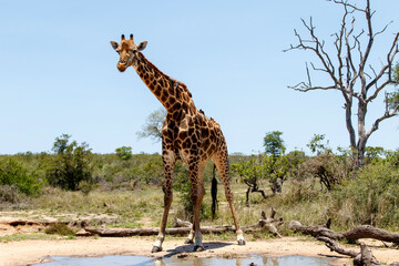 Giraffe male with oxpecker going for a drink in a rain puddle in Kruger National Park in South Africa