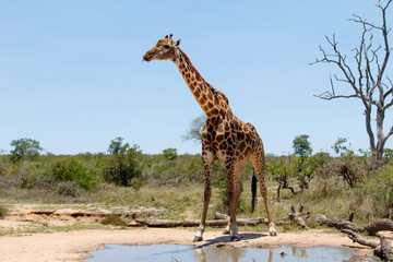 Giraffe male with oxpecker going for a drink in a rain puddle in Kruger National Park in South Africa