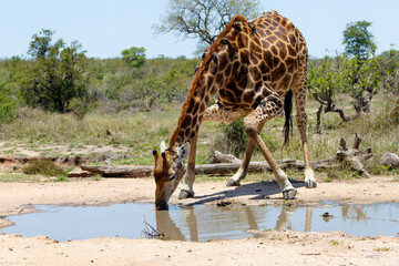 Giraffe male with oxpecker going for a drink in a rain puddle in Kruger National Park in South...