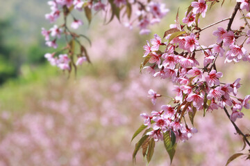 Pink Cherry Blossom in Full Bloom with Soft Bokeh Natural Background