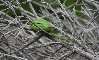 Snake on a branch