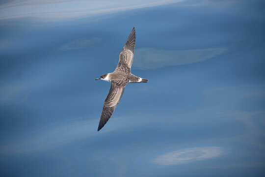 Great Shearwater In Flight