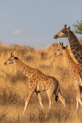 Giraffe in the golden light of the Kgalagadi