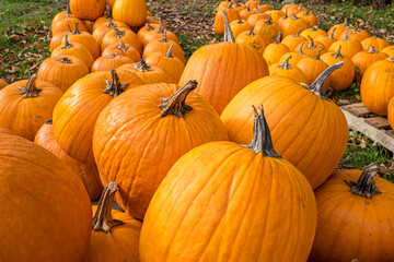 Just harvested pumpkins for Halloween in a Massachusetts town
