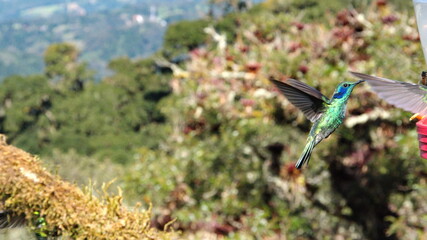 Lesser violetear (Colibri Cyanotus) hummingbird in flight at Paraiso Quetzal lodge outside of San...