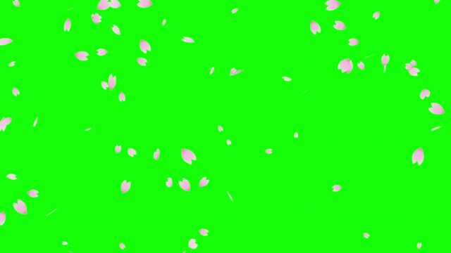 Flurry of cherry blossoms falling diagonally (chroma key background)