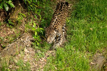 leopard resting on the grass
