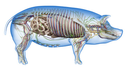 3d rendered illustration of the porcine anatomy