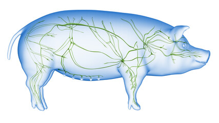 3d rendered illustration of the porcine anatomy - the lymphatic system