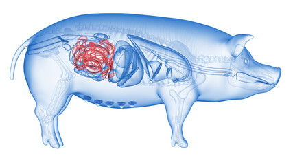 3d rendered illustration of the porcine anatomy - the small intestine