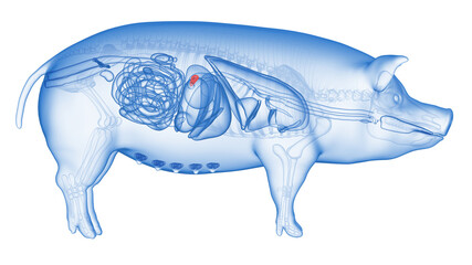 3d rendered illustration of the porcine anatomy - the pancreas
