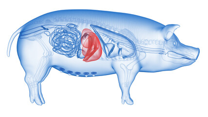 Fototapeta 3d rendered illustration of the porcine anatomy - the liver obraz