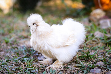 Fluffy chicken in the yard, Big white strange cock