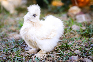 Fluffy chicken in the yard, Big white strange cock