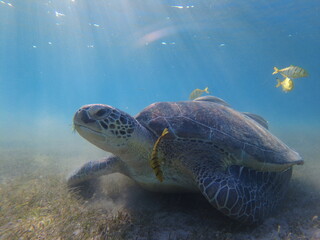 Obraz premium Large green turtle underwater. The old green turtle feeds underwater.