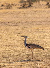 Kori Bustard in the Kgalagadi