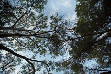árboles unidos