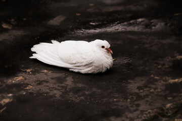 white dove on the ground