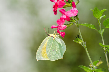 Green Brimstone butterfly eating nectar from a thistle