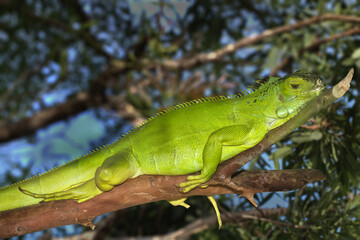 green lizard on a branch