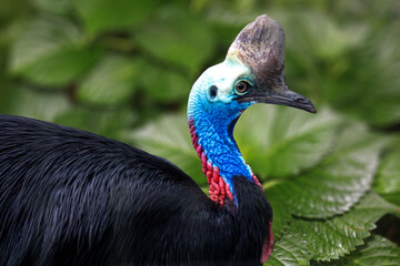 close up of a Cassowary