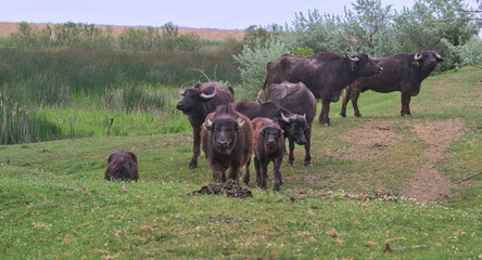 Water buffalo, a herd of buffaloes, on a desert island. Hard-to-reach swamp. Wild animals approach the visitor menacingly. The concept of ecological, active and photo tourism. Danube Delta, Ukraine.