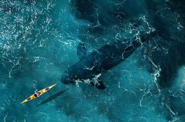 The man on a boat floats next to a big fish, a whale.