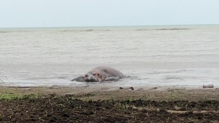 A hippo swimming in the Lake Tanganyika, Burundi