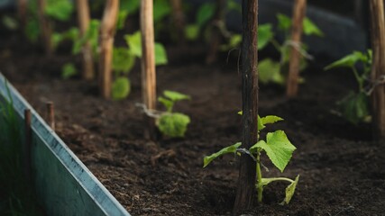 Seedlings of cucumbers on a garden bed in a greenhouse. Growing cucumbers
