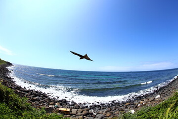 海岸を飛ぶ鳶