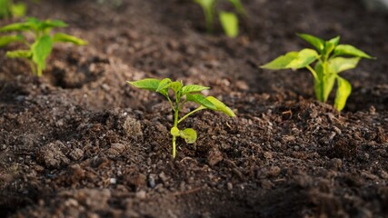 greenhouse view with pepper seedlings in fertile soil