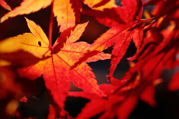 紅葉した楓