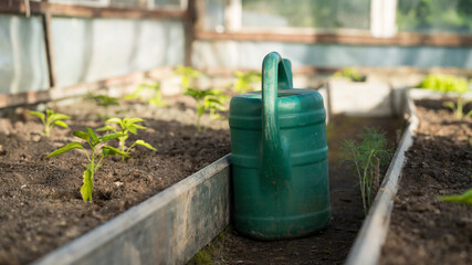 greenhouse view with pepper seedlings and a green watering can on a sunny spring morning, focus on the can © Janis Baiks