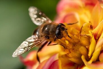 Bee