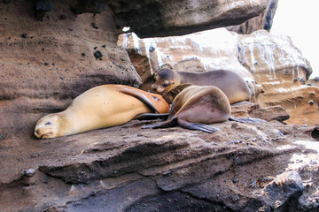Young Galapagos Sea Lions suckling from their mother at Caleta Tagus on  Isabela Island in the...