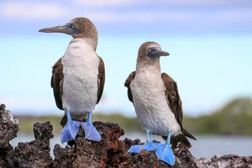 Foto op Canvas Two Blue-footed Boobies standing on a rocky outcrop at Elizabeth Bay off the coast of  Isabela Island in the Galapagos Islands. © Bill
