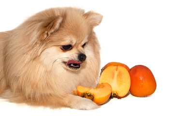 Pomeranian spitz eats fruit on a white background. Dog eating persimmon isolate. Healthy food for...
