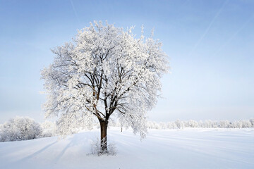 Fototapeta na wymiar Baum an einem kalten Wintertag