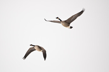 Two geese flying, isolated against an overcast sky