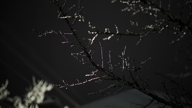 Close Up Of Leafless Tree Branches And Twigs With Hoarfrost On A Winter Night. low angle