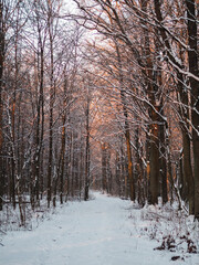 Zimowy las podczas zachodu słońca © Dominika